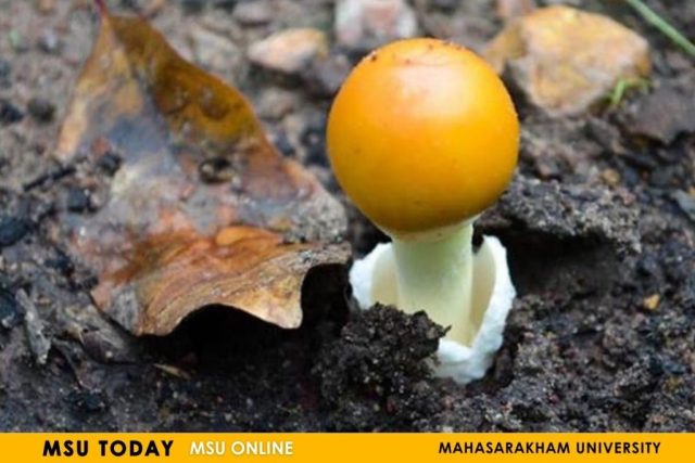 mushroom2