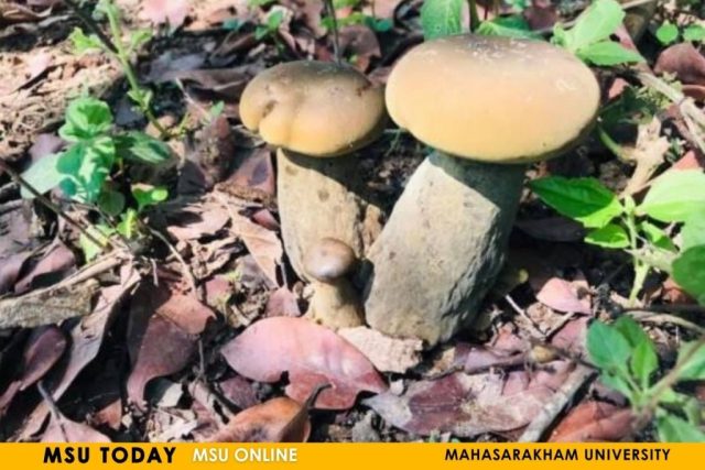 mushroom5