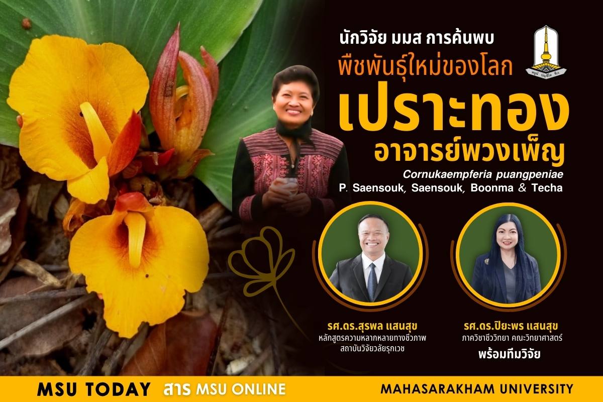 “เปราะทองอาจารย์พวงเพ็ญ” พืชชนิดใหม่ของโลก